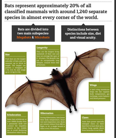 蝙蝠在家門口|蝙蝠資訊站 Bats information about Taiwan